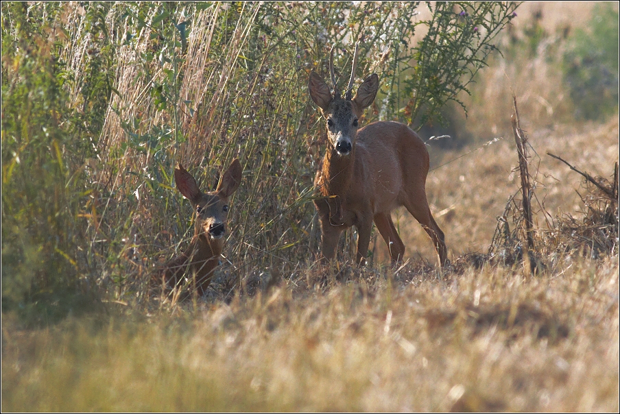 Srnec obecný  ( Capreolus capreolus )