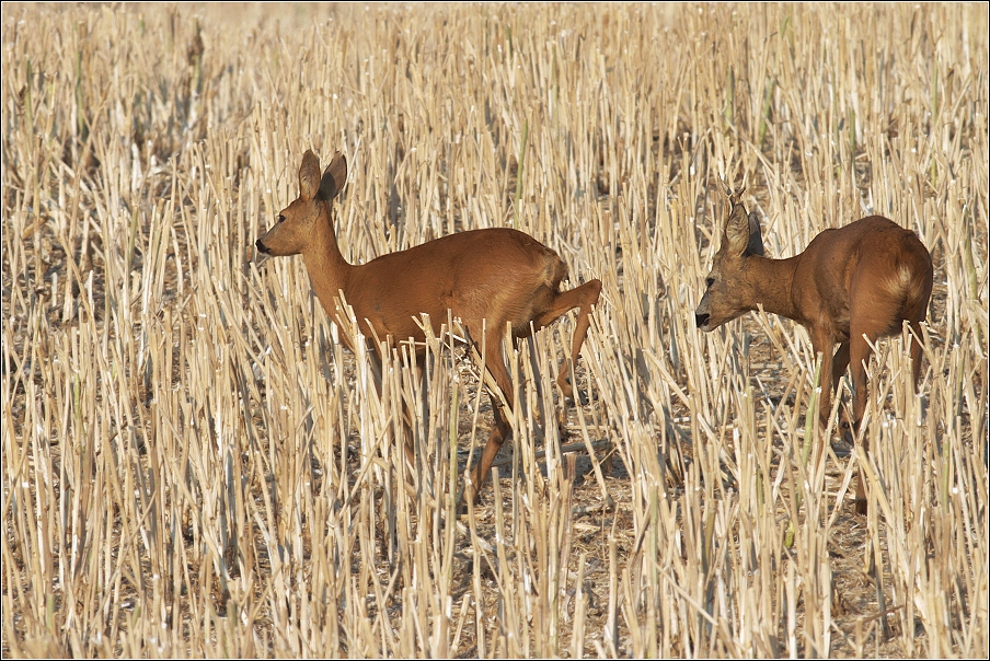 Srnec obecný  ( Capreolus capreolus )