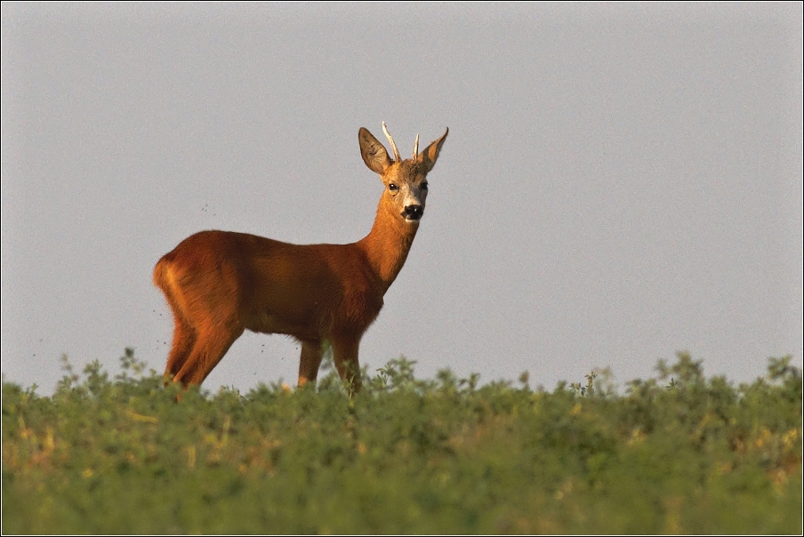 Srnec obecný  ( Capreolus capreolus )