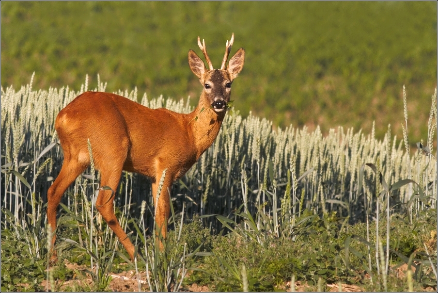 Srnec obecný  ( Capreolus capreolus )