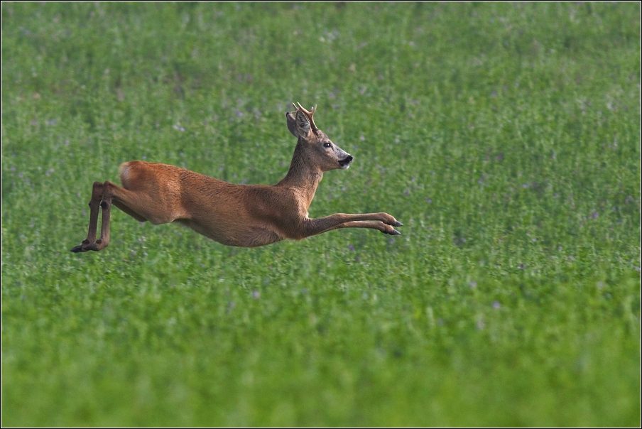 Srnec obecný  ( Capreolus capreolus )