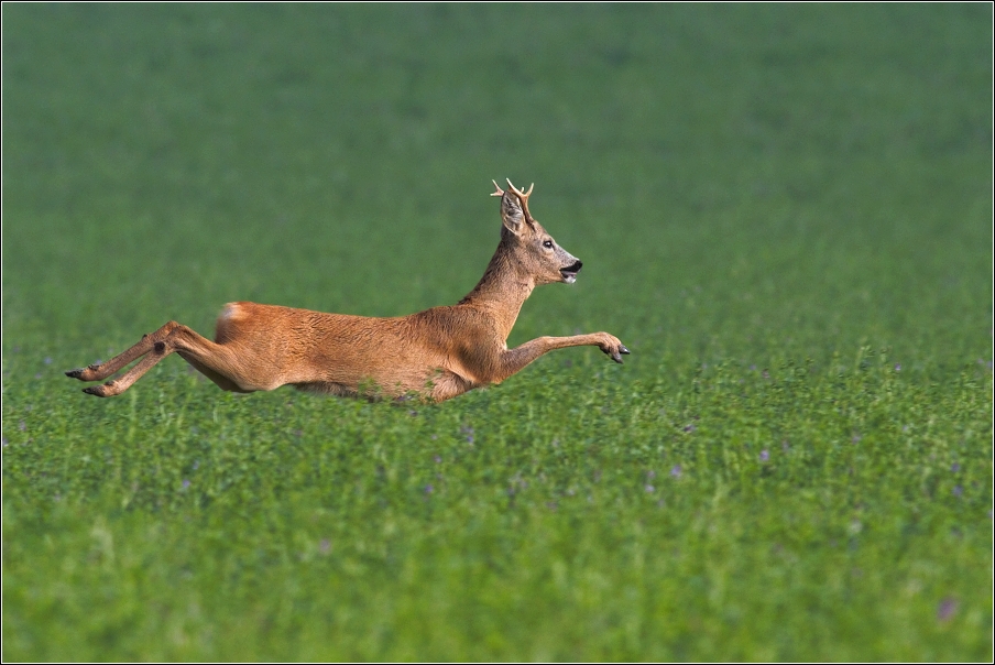 Srnec obecný  ( Capreolus capreolus )