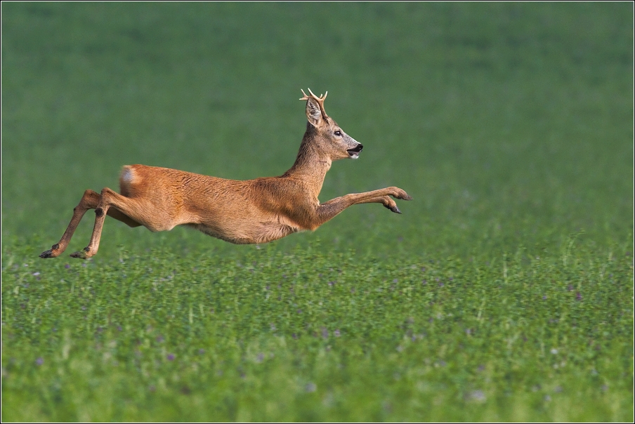 Srnec obecný  ( Capreolus capreolus )