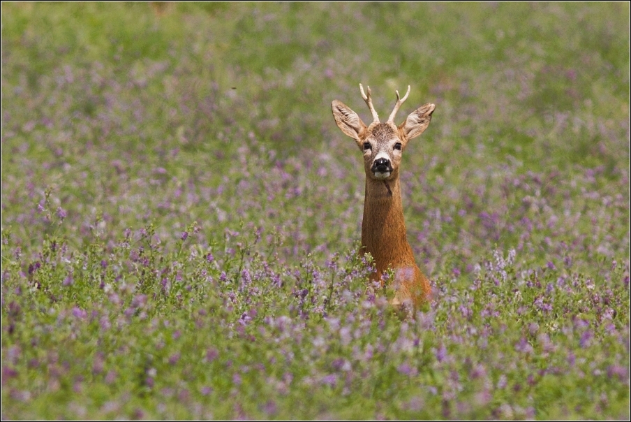 Srnec obecný  ( Capreolus capreolus )