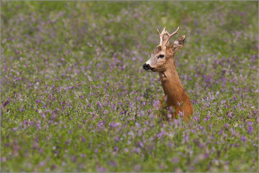 Srnec obecný  ( Capreolus capreolus )