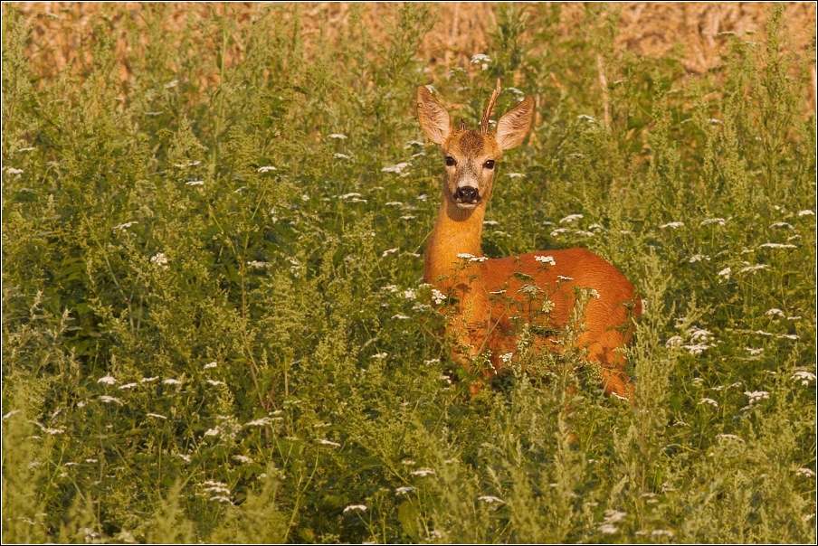 Srnec obecný  ( Capreolus capreolus )