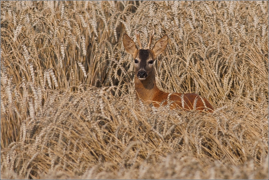 Srnec obecný  ( Capreolus capreolus )