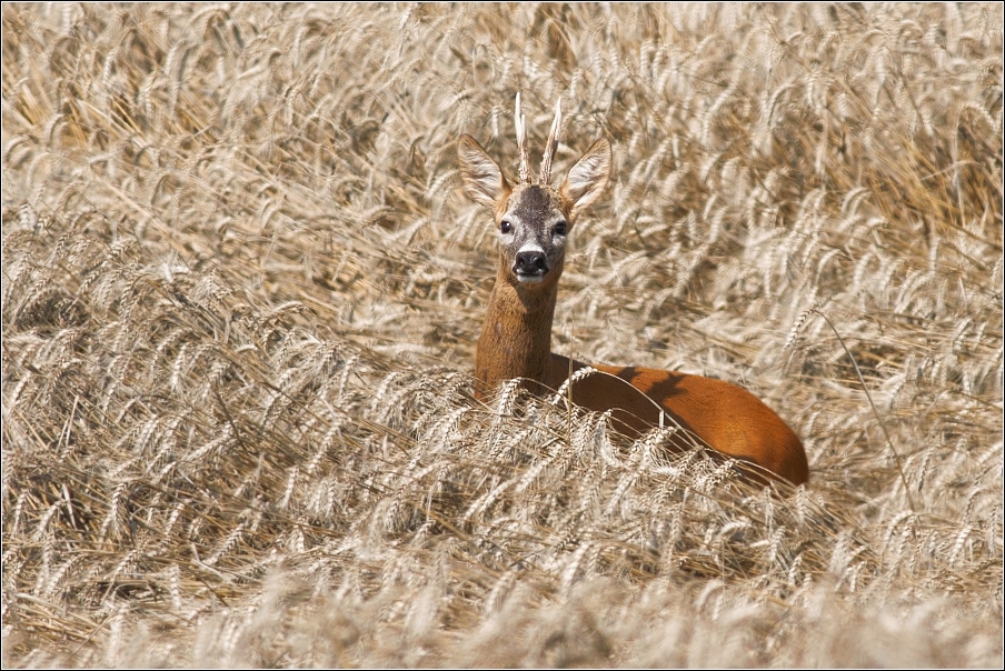 Srnec obecný  ( Capreolus capreolus )