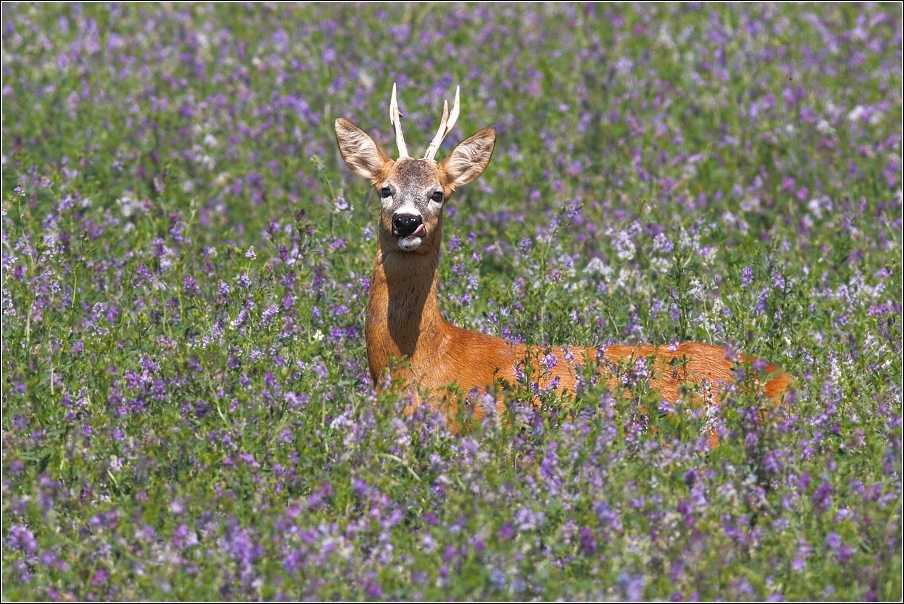 Srnec obecný  ( Capreolus capreolus )