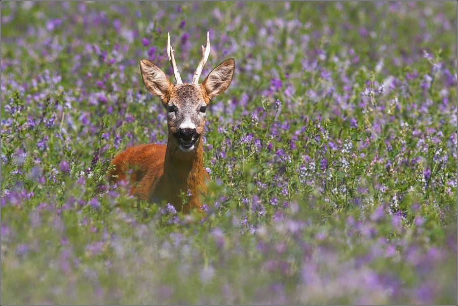 Srnec obecný  ( Capreolus capreolus )