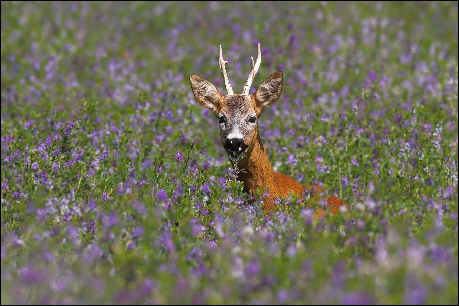 Srnec obecný  ( Capreolus capreolus )