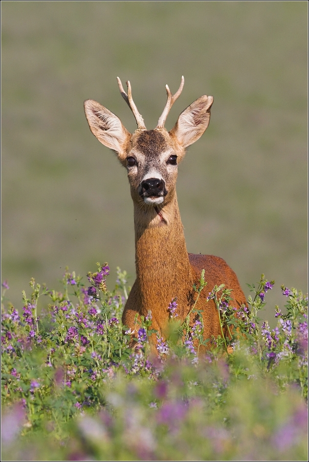 Srnec obecný  ( Capreolus capreolus )