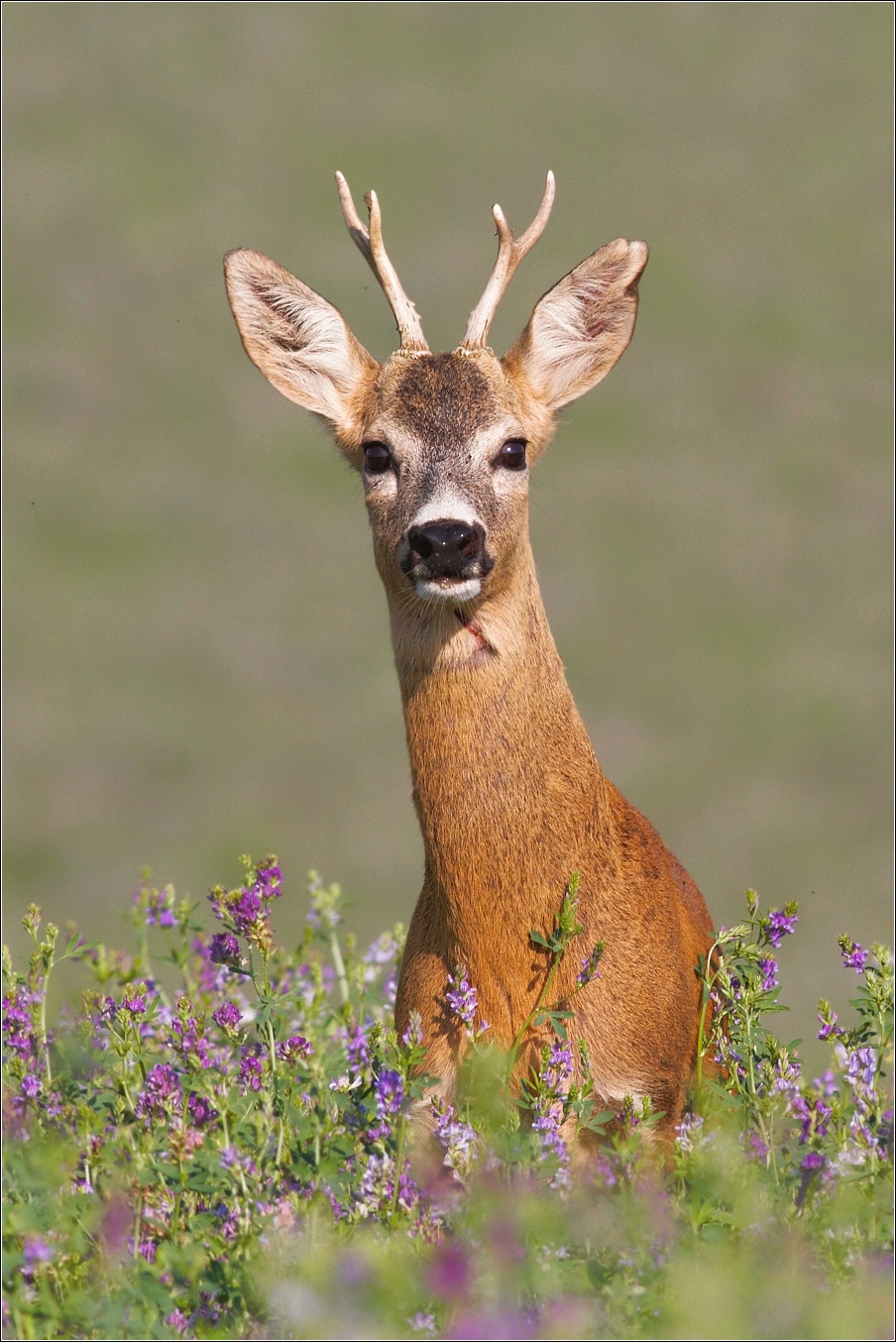 Srnec obecný  ( Capreolus capreolus )