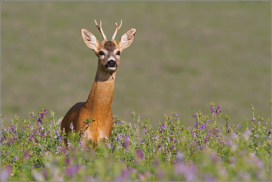 Srnec obecný  ( Capreolus capreolus )