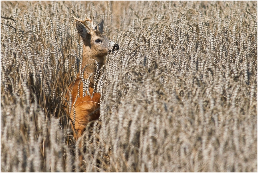 Srnec obecný  ( Capreolus capreolus )