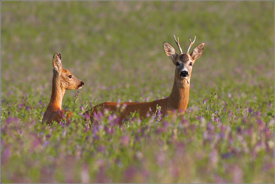 Srnec obecný  ( Capreolus capreolus )