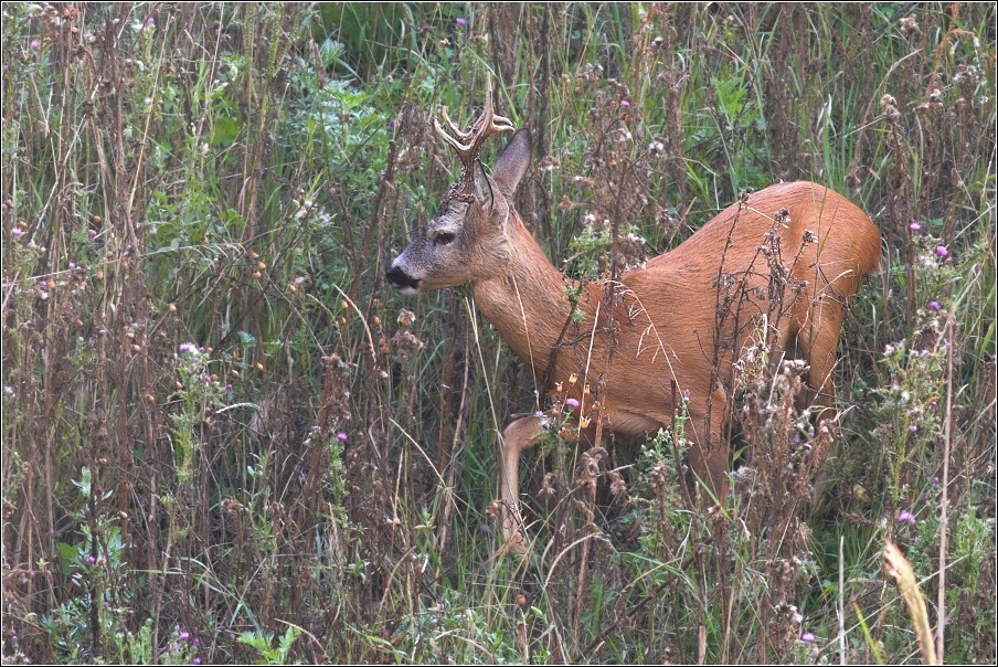 Srnec obecný  ( Capreolus capreolus )