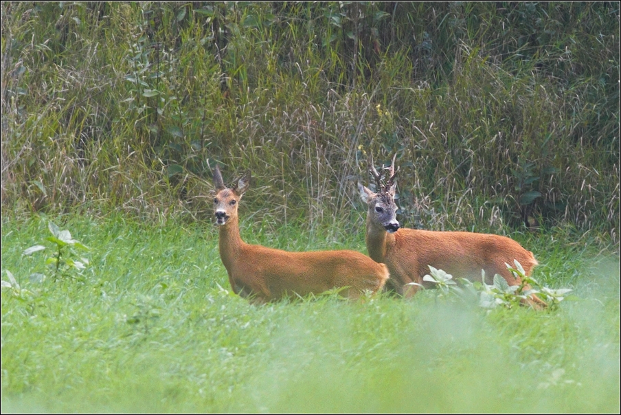 Srnec obecný  ( Capreolus capreolus )