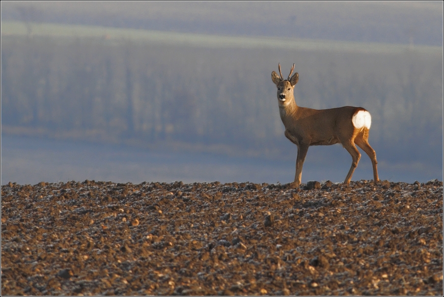 Srnec obecný  ( Capreolus capreolus )