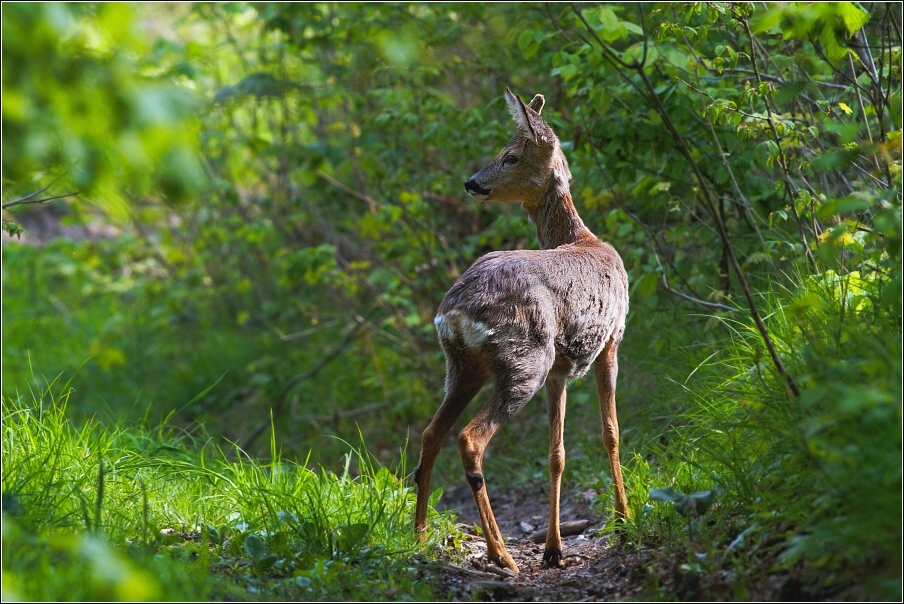 Srnec obecný  ( Capreolus capreolus )