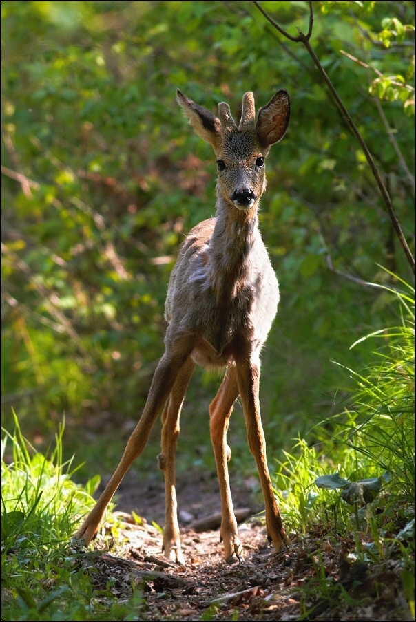 Srnec obecný  ( Capreolus capreolus )