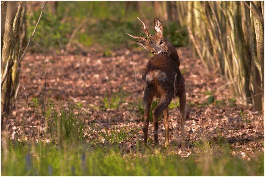 Srnec obecný  ( Capreolus capreolus )