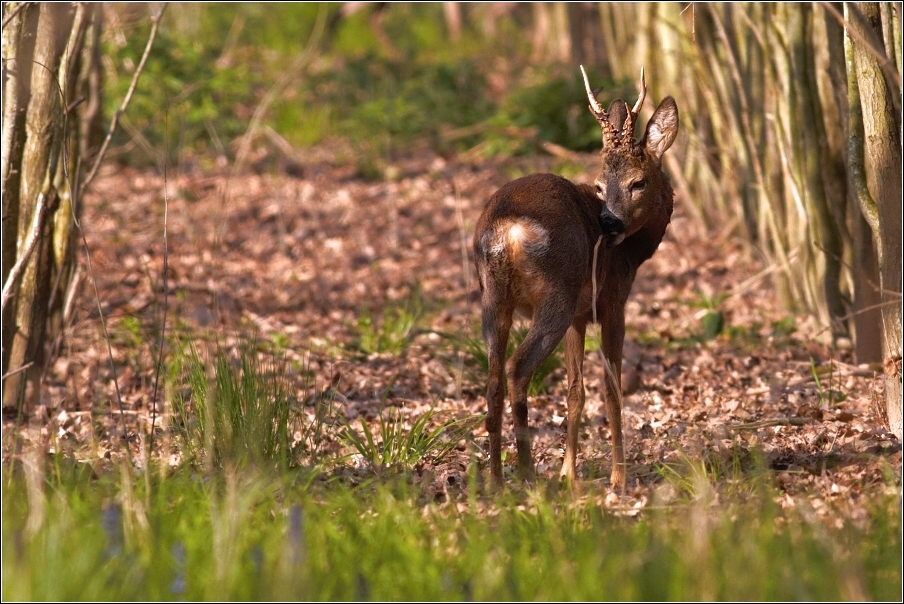 Srnec obecný  ( Capreolus capreolus )