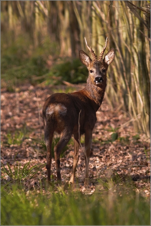 Srnec obecný  ( Capreolus capreolus )