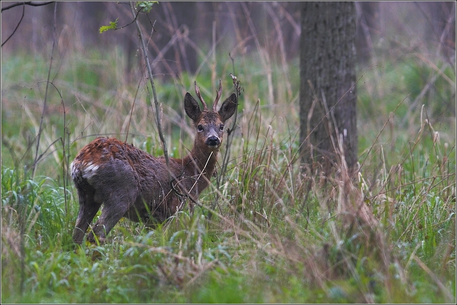 Srnec obecný  ( Capreolus capreolus )