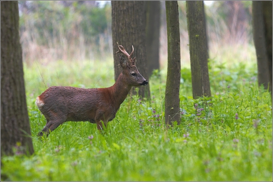 Srnec obecný  ( Capreolus capreolus )