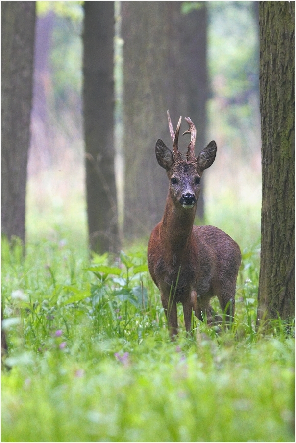 Srnec obecný  ( Capreolus capreolus )