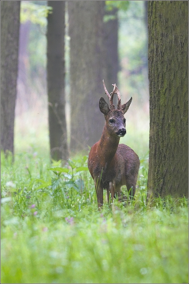 Srnec obecný  ( Capreolus capreolus )