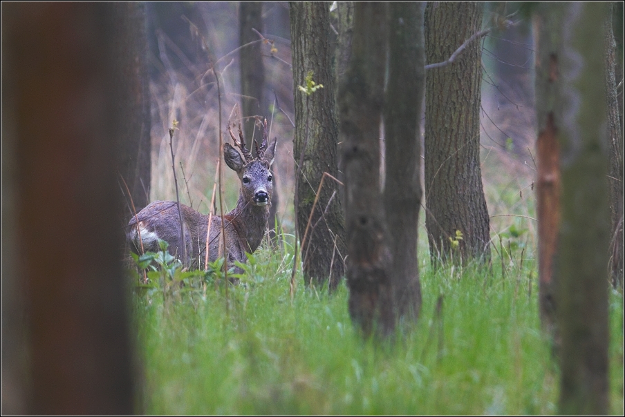 Srnec obecný  ( Capreolus capreolus )