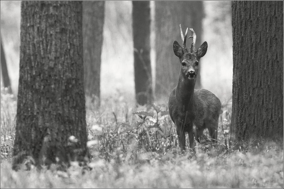 Srnec obecný  ( Capreolus capreolus )