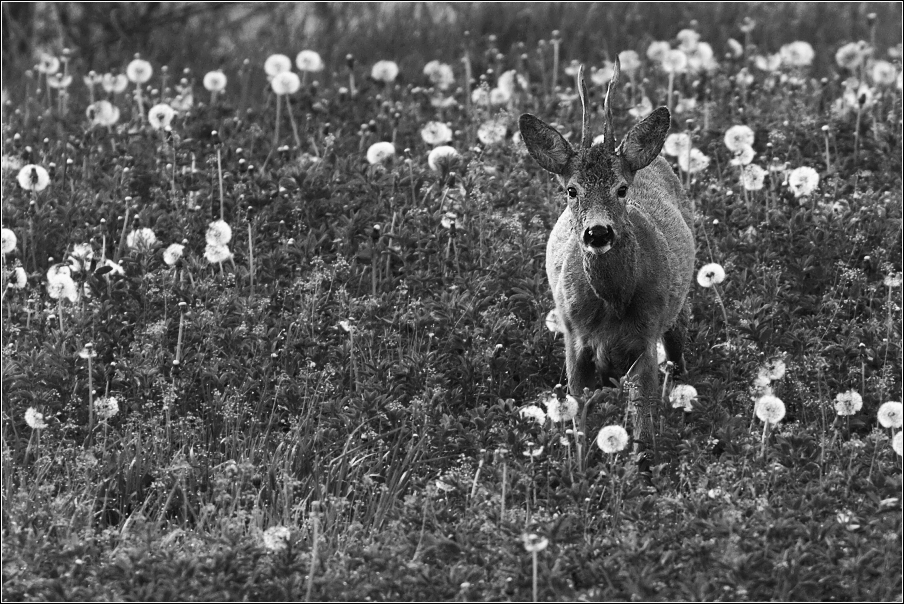 Srnec obecný  ( Capreolus capreolus )