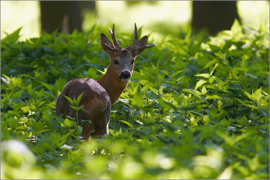 Srnec obecný  ( Capreolus capreolus )