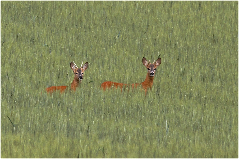 Srnec obecný  ( Capreolus capreolus )