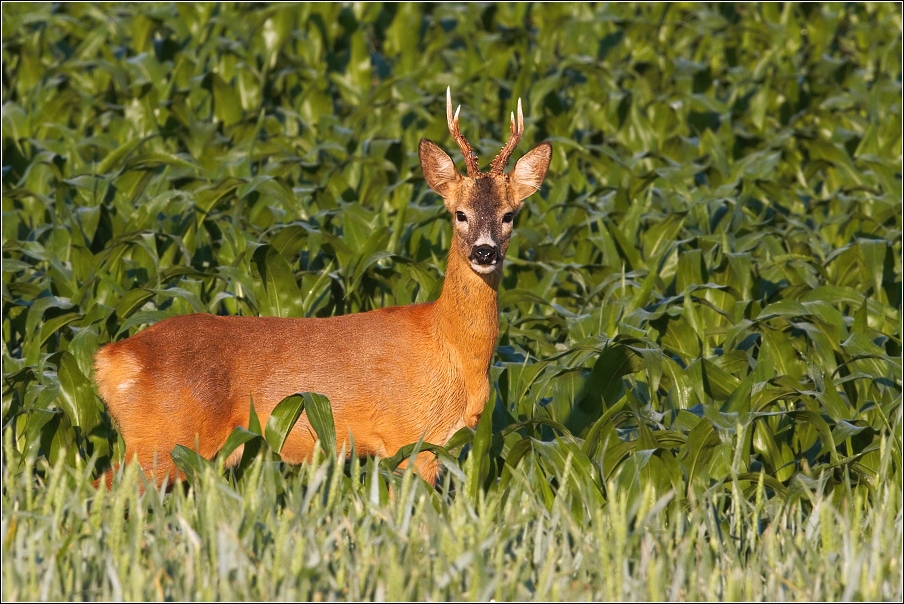 Srnec obecný  ( Capreolus capreolus )