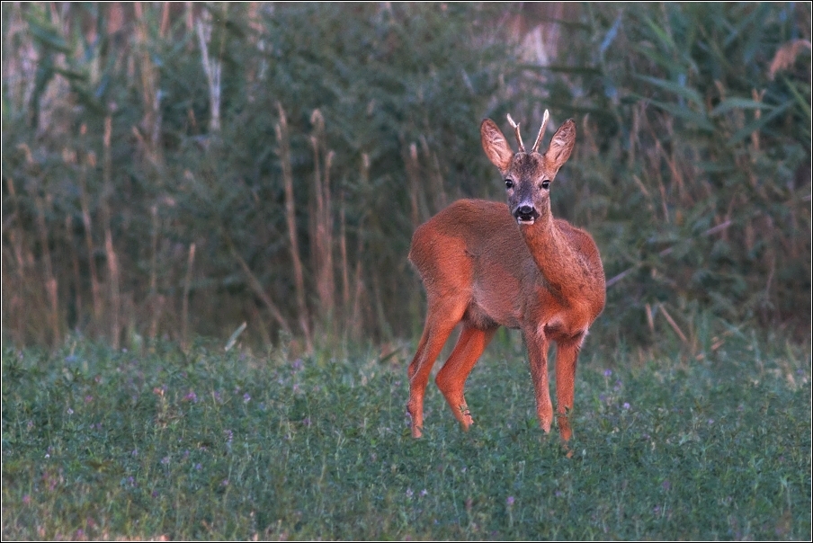 Srnec obecný  ( Capreolus  capreolus )