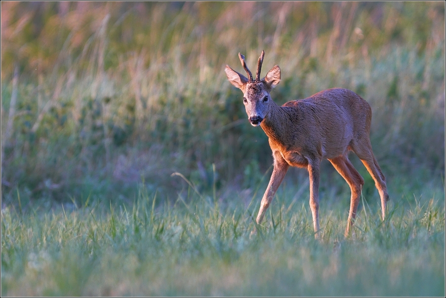 Srnec obecný  ( Capreolus  capreolus )