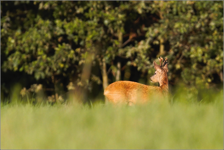 Srnec obecný  ( Capreolus  capreolus )