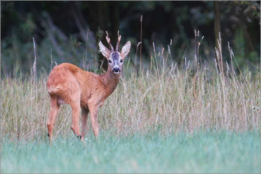 Srnec obecný  ( Capreolus  capreolus )