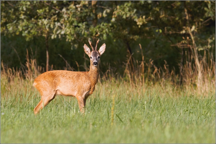 Srnec obecný  ( Capreolus  capreolus )