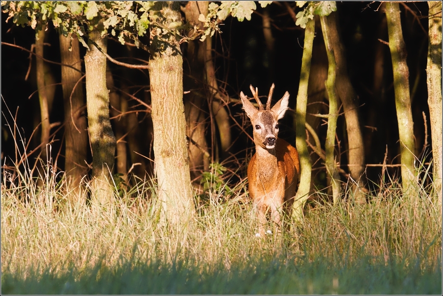 Srnec obecný  ( Capreolus  capreolus )