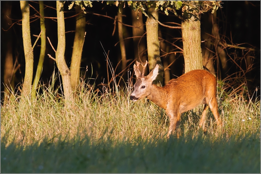 Srnec obecný  ( Capreolus  capreolus )