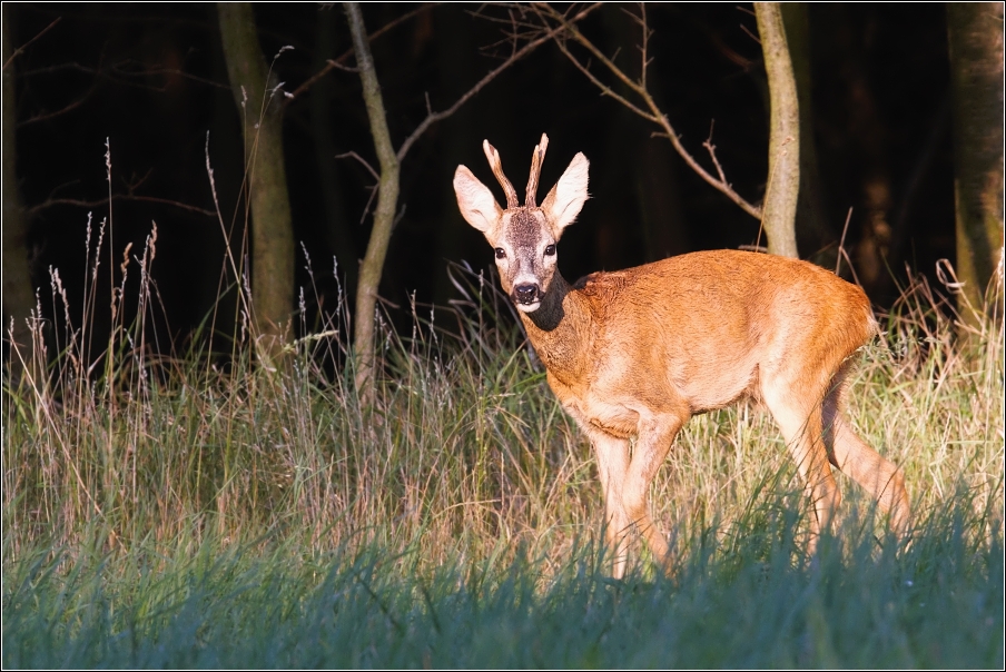 Srnec obecný  ( Capreolus  capreolus )