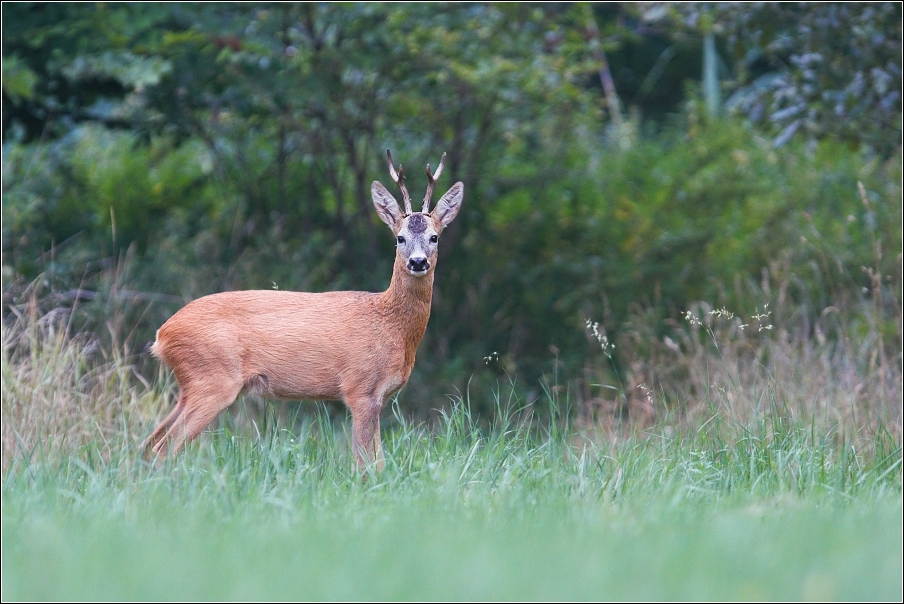 Srnec obecný  ( Capreolus  capreolus )