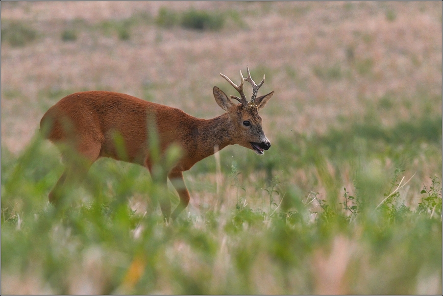 Srnec obecný  ( Capreolus  capreolus )