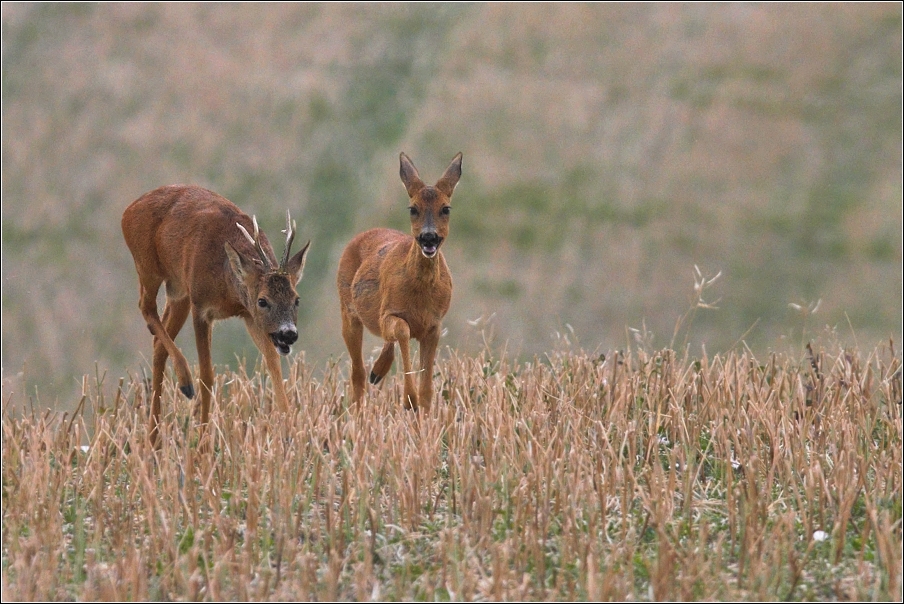 Srnec obecný  ( Capreolus  capreolus )