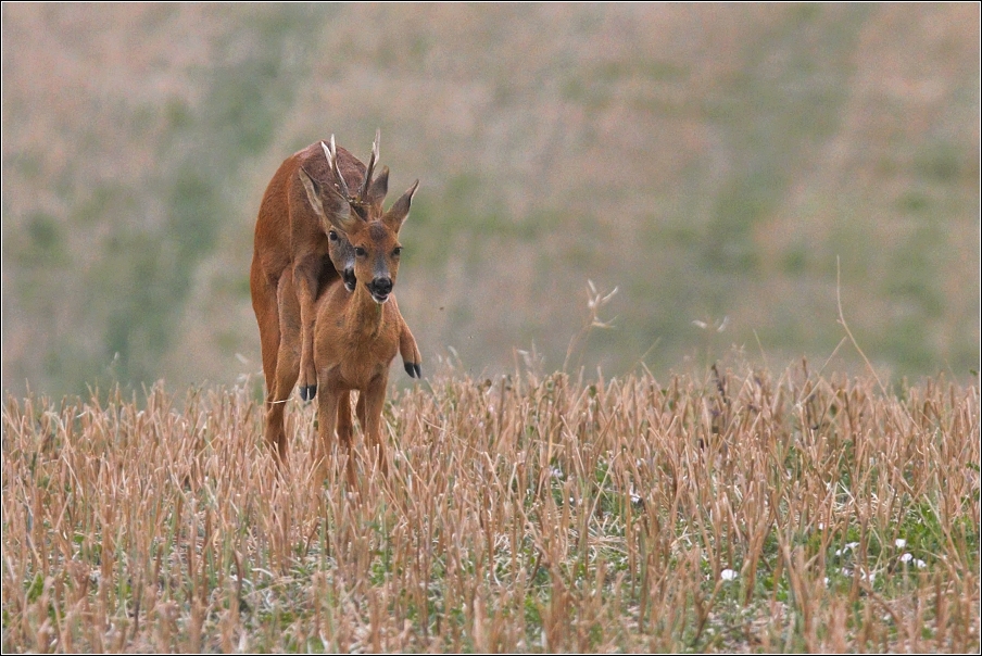 Srnec obecný  ( Capreolus  capreolus )